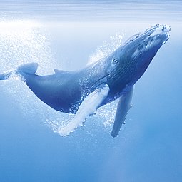 Szene vom Film UNSERE OZEANE